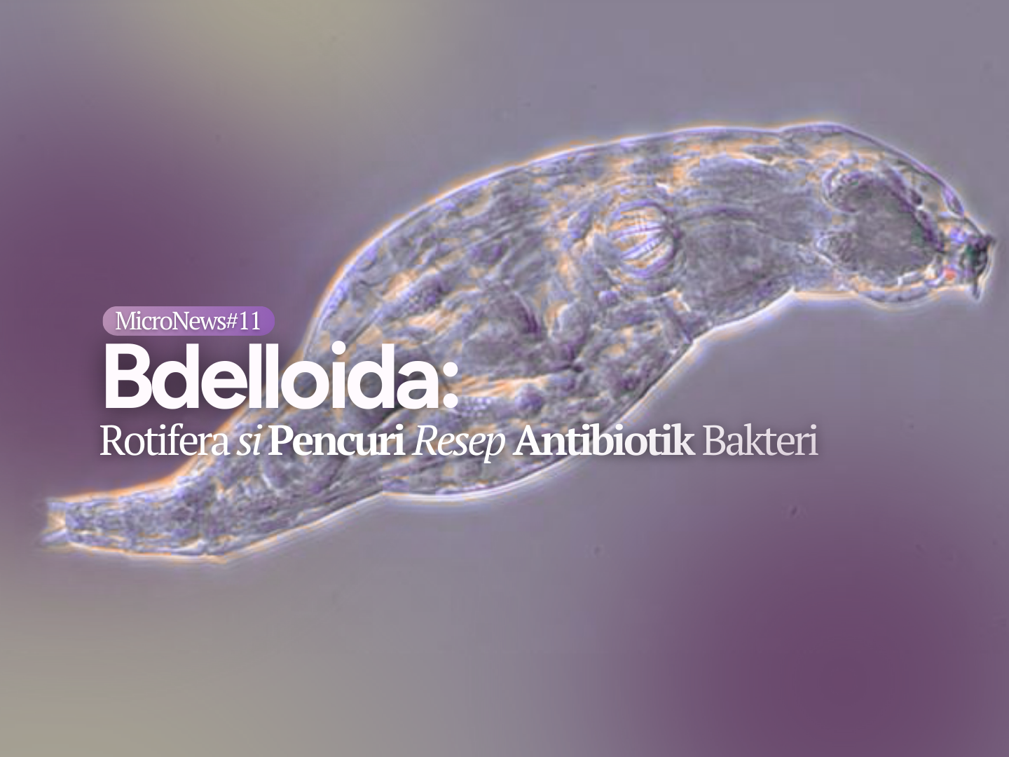 Bdelloida: Rotifera si Pencuri Resep Antibiotik Bakteri