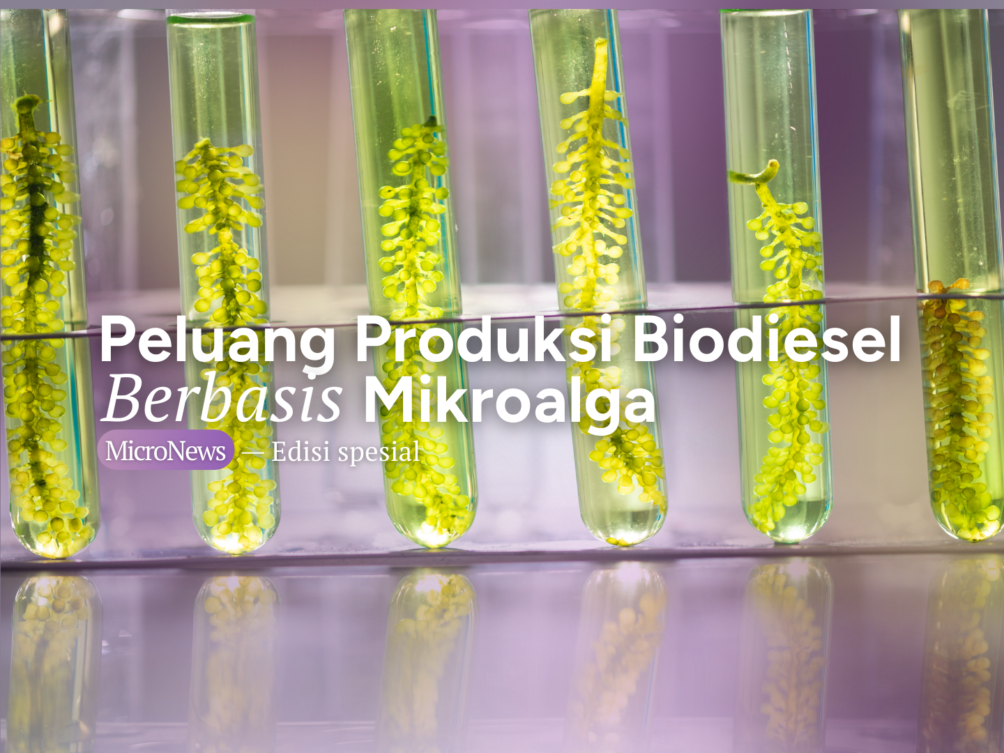 Peluang Produksi Biodiesel Berbasis Mikroalga